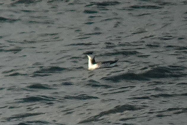 nurzyk  - Tomasz Kosut