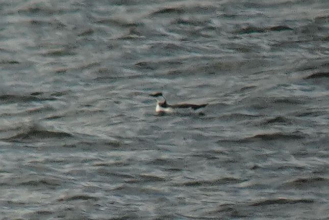 Trottellumme  - Tomasz Kosut