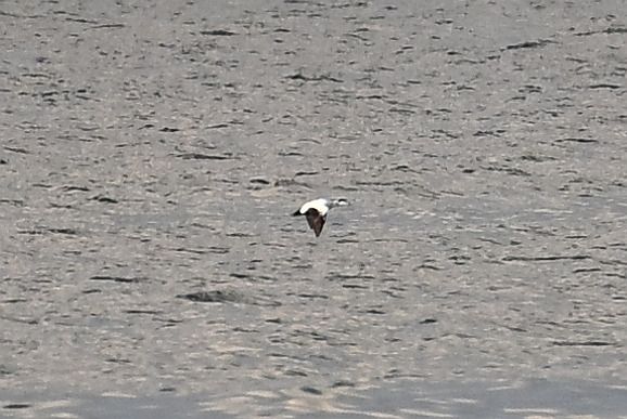 Eiderente  - Tomasz Kosut