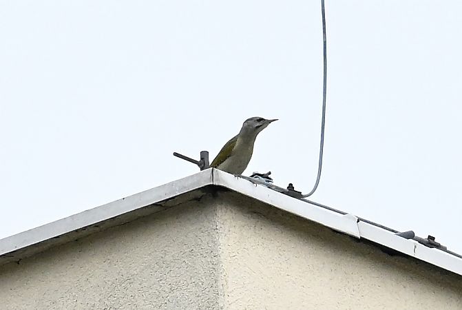 dzięcioł zielonosiwy  - Tomasz Kosut