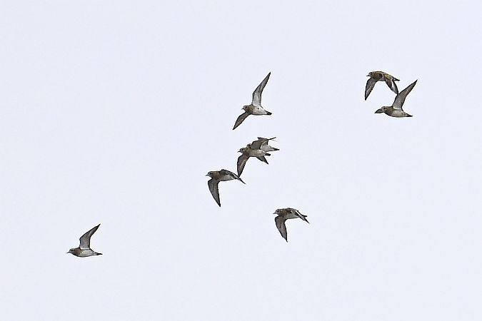 siewka złota  - Tomasz Kosut