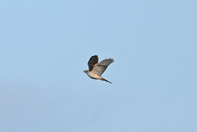 jastrząb  - Tomasz Kosut