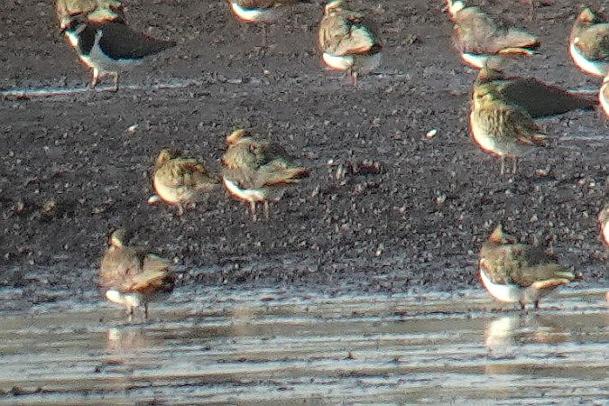 siewka złotawa  - Tomasz Kosut