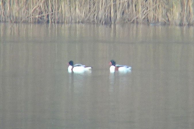 Brandgans  - Tomasz Kosut