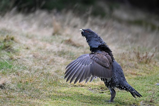 głuszec  - Tomasz Kosut