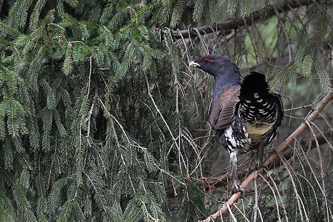 Auerhuhn  - Tomasz Kosut