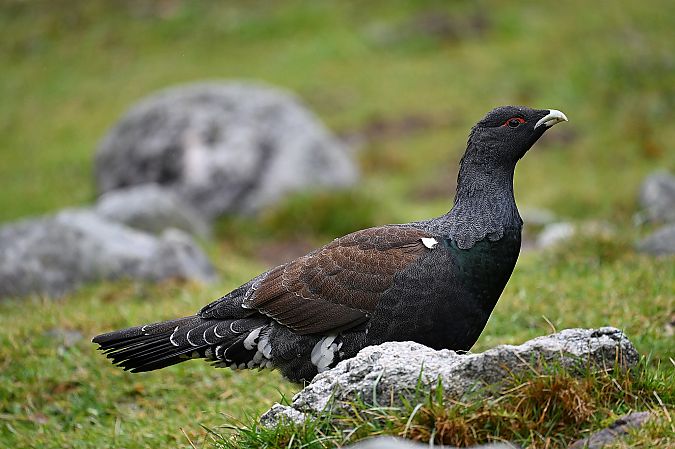 Auerhuhn  - Tomasz Kosut