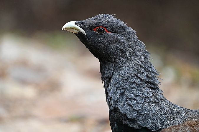 Auerhuhn  - Tomasz Kosut