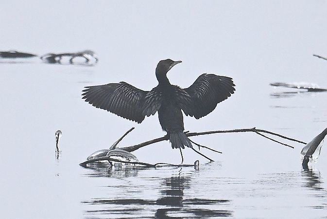 kormoran mały  - Tomasz Kosut