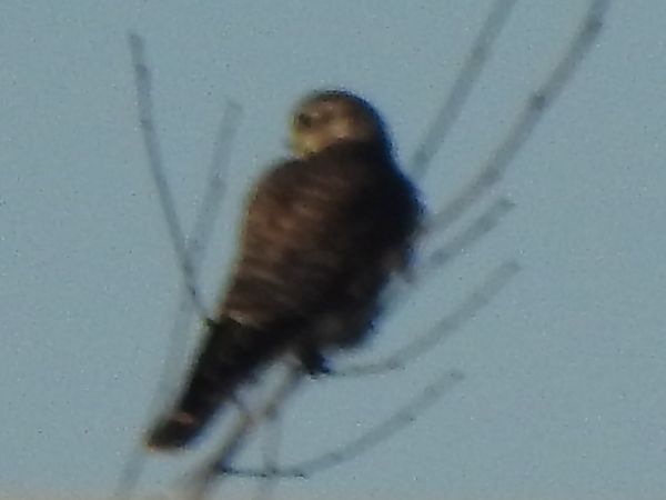 Merlin  - Andrzej Lipiński