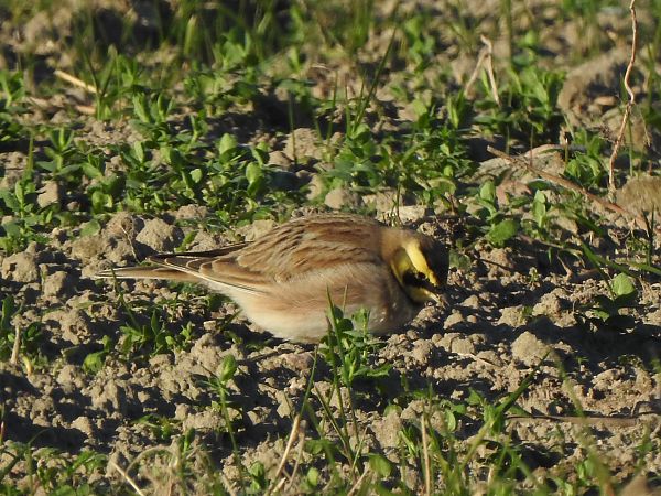 Ohrenlerche  - Andrzej Lipiński