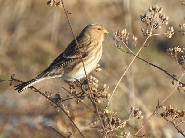 Berghänfling  - Andrzej Lipiński