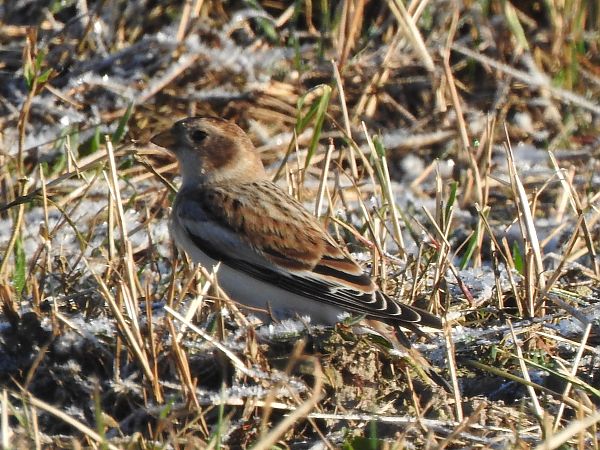 Schneeammer  - Andrzej Lipiński