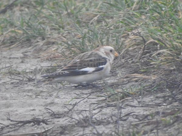 śnieguła  - Andrzej Lipiński