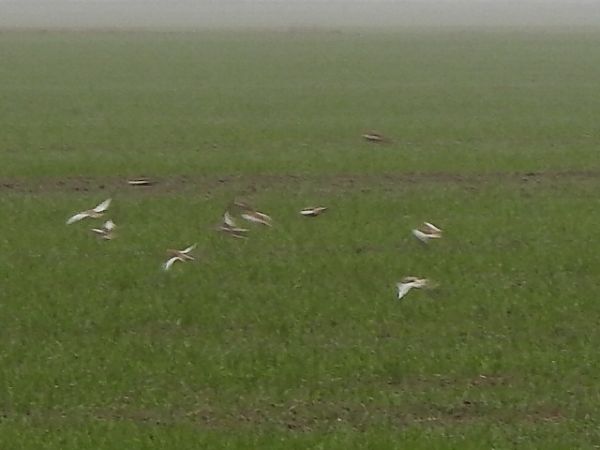 Schneeammer  - Andrzej Lipiński