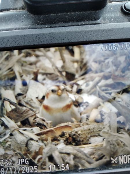 Schneeammer  - Andrzej Lipiński