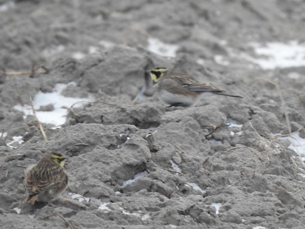 górniczek  - Andrzej Lipiński