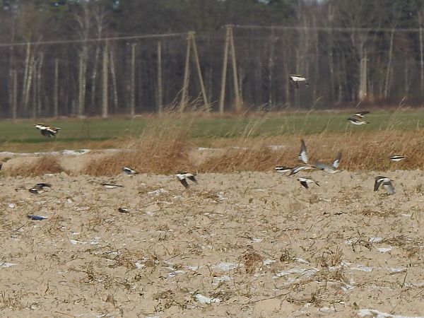 śnieguła  - Andrzej Lipiński