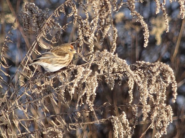 Lesser Redpoll (ssp. cabaret) 