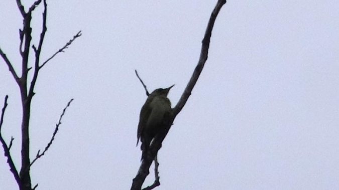 dzięcioł zielonosiwy 