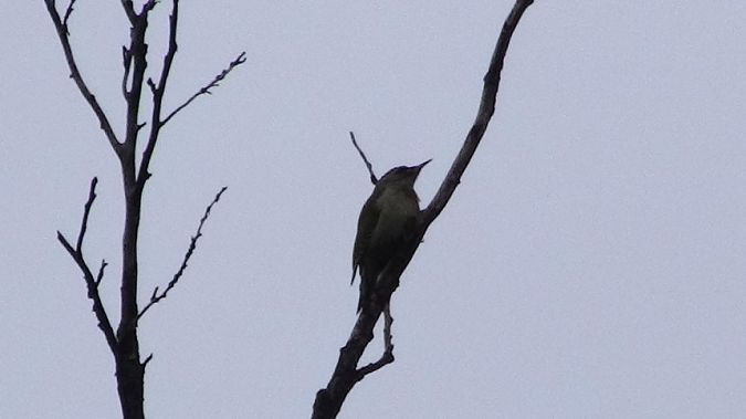 dzięcioł zielonosiwy 