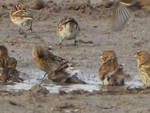 Linotte à bec jaune 