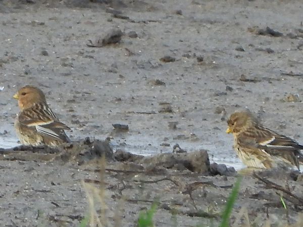 Linotte à bec jaune 