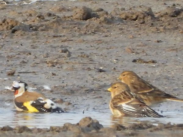 Linotte à bec jaune 