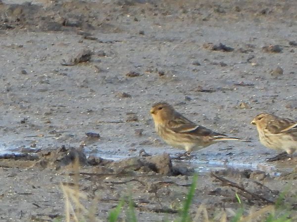 Linotte à bec jaune 