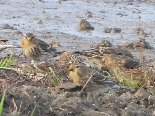 Linotte à bec jaune 