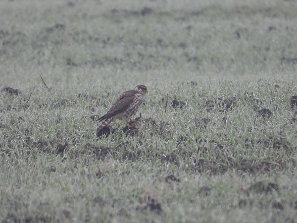 Merlin  - Paweł Ratajczak