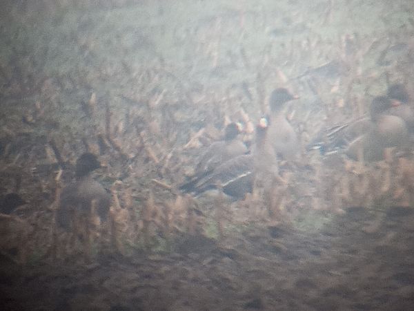 Zwerggans  - Paweł Ratajczak