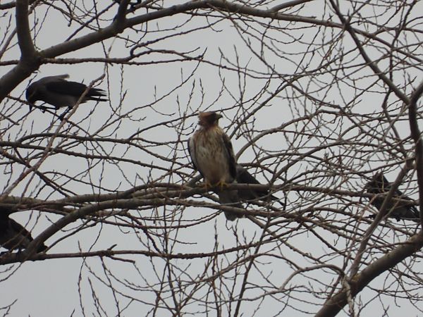 Zwergadler  - Paweł Ratajczak