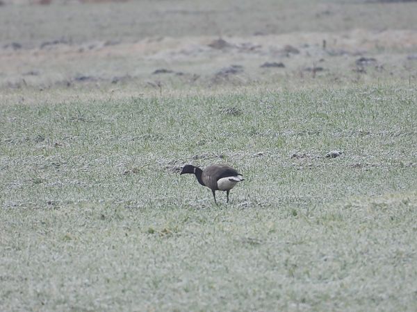 Ringelgans  - Paweł Ratajczak