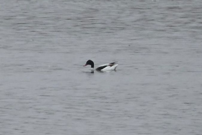 ohar  - Mariusz Godlewski