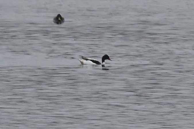 Tadorne de Belon  - Mariusz Godlewski