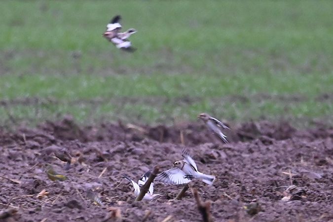 śnieguła  - Mariusz Godlewski