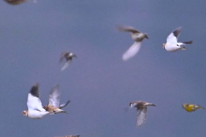 Bruant des neiges  - Mariusz Godlewski
