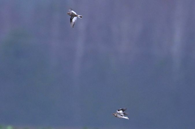 Bruant des neiges  - Mariusz Godlewski