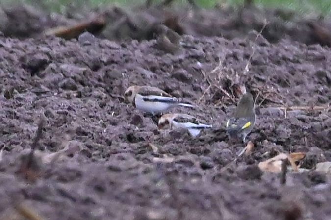 Bruant des neiges  - Mariusz Godlewski