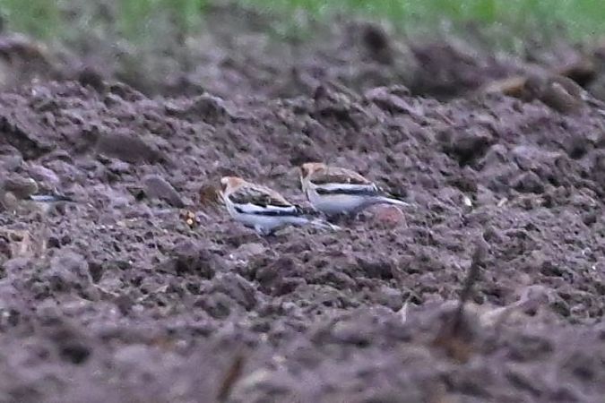 Bruant des neiges  - Mariusz Godlewski