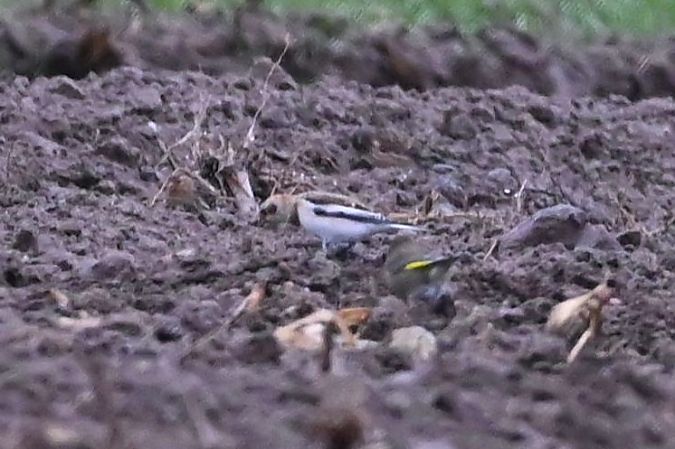 Bruant des neiges  - Mariusz Godlewski