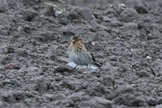 rzepołuch  - Mariusz Godlewski