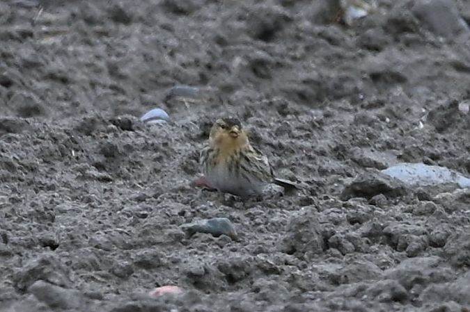 Linotte à bec jaune  - Mariusz Godlewski