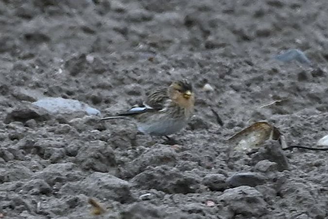 Linotte à bec jaune  - Mariusz Godlewski