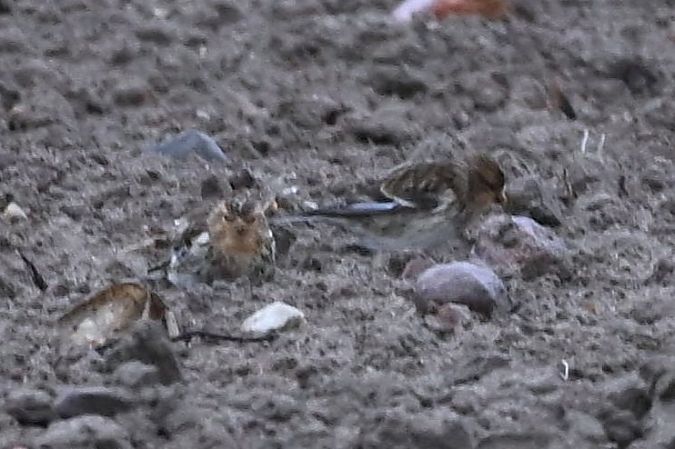 Linotte à bec jaune  - Mariusz Godlewski