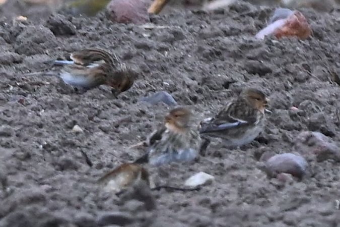 Linotte à bec jaune  - Mariusz Godlewski