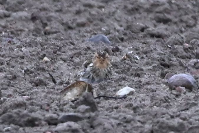 Linotte à bec jaune  - Mariusz Godlewski