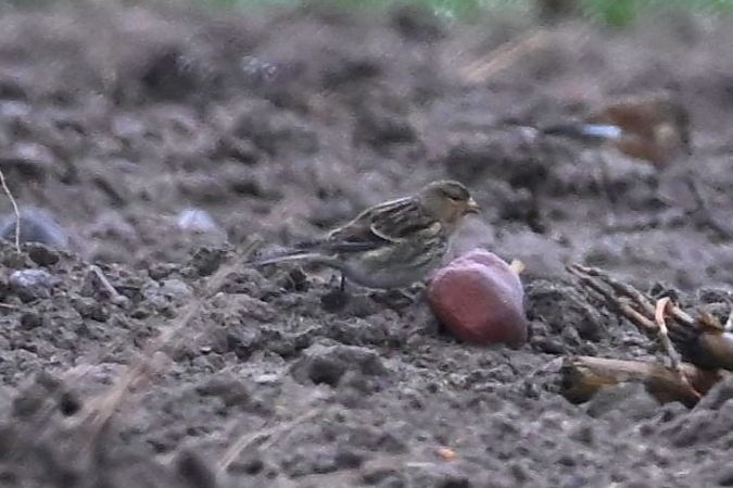 Linotte à bec jaune  - Mariusz Godlewski