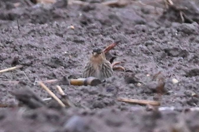 rzepołuch  - Mariusz Godlewski